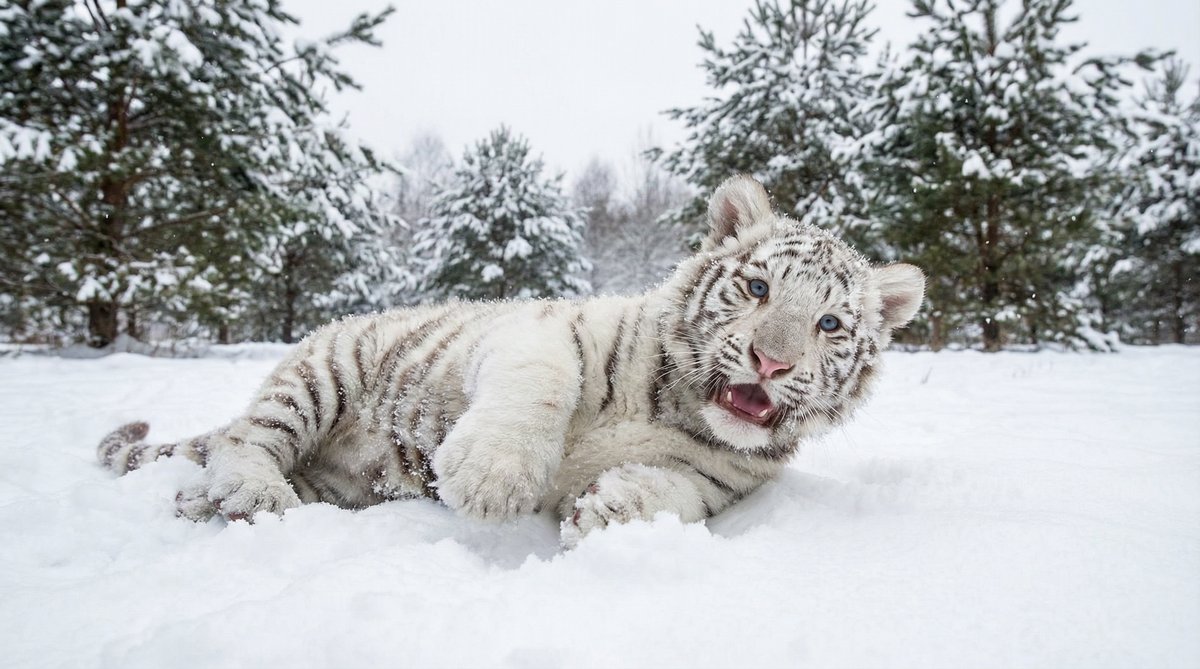 尤物视频动物视频